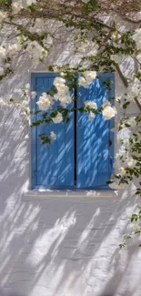 Blue-shuttered window shaded by white blossoms.