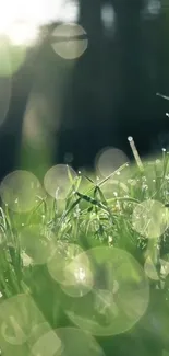 Serene bokeh grass with a soft, natural glow.