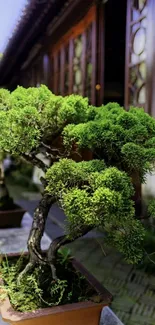 Bonsai trees in serene garden setting.