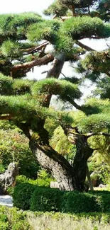 A tranquil bonsai tree in a lush garden setting.