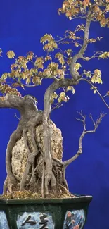 Bonsai tree with blue background mobile wallpaper.