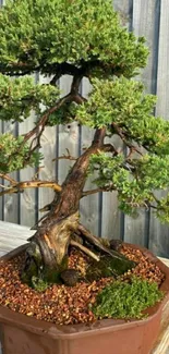 Bonsai tree in a rustic pot with green foliage against a wooden fence.