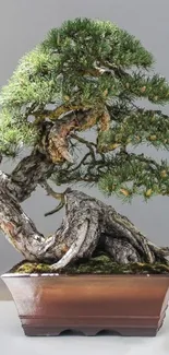 Beautiful bonsai tree with lush leaves in a rectangular pot against a subtle background.