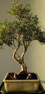 Elegant bonsai tree in sunlight, set against a soft background.