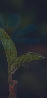 Green leaf with a shadow of flower in background, dark theme.