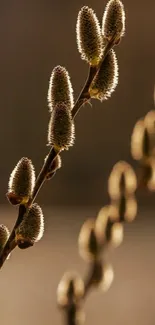 Sunlit branch with soft blurry background.