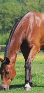 A brown horse grazing in a vibrant green pasture with trees in the background.