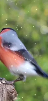 Bullfinch perched on branch with soft green background.