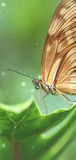 Close-up of a butterfly sitting on a green leaf, perfect for mobile wallpaper.