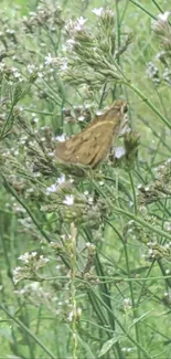 Serene butterfly amid green wildflowers with a calming ambiance.