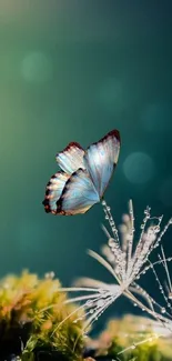 Blue butterfly on dandelion with green bokeh background wallpaper.