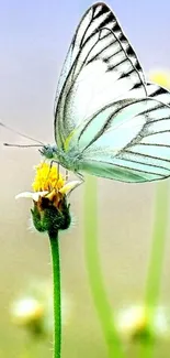 Butterfly perched on a yellow flower in a serene setting.