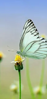 Butterfly perched on a flower with a serene blue background.