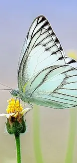 Butterfly perched on a flower with soft background colors.