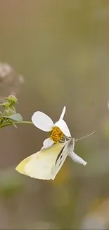 Butterfly on a white wildflower with blurry background.