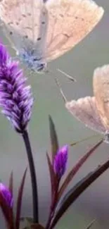 Butterflies resting on purple flowers in serene mobile wallpaper.