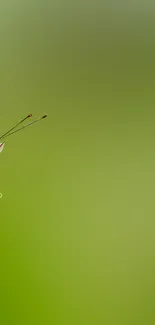 A brown butterfly perched on a vibrant green leaf.