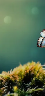 A delicate butterfly perched on green moss with a serene background.