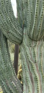 Close-up of a green cactus with a serene background.