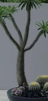 Minimalist cactus plant in modern pot with gray background.