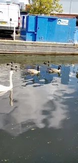 Serene view of swans and ducks in a canal with blue containers.