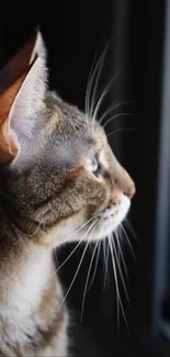 Serene cat gazing out a window with soft lighting.