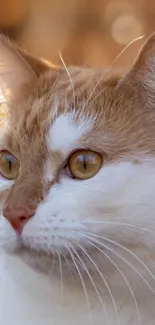 Close-up of a serene cat with golden eyes and soft fur for mobile wallpaper.