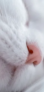 Close-up of a serene white cat with pink nose, perfect for wallpaper.