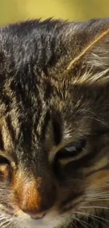 Serene close-up of a cat's expressive face with detailed features.