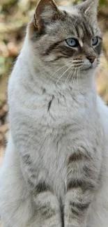 Gray tabby cat with blue eyes in forest setting mobile wallpaper.