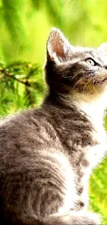 A serene kitten sits on a ledge surrounded by lush, vibrant green foliage.