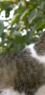 Serene cat in lush green natural setting on wallpaper.