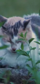 Serene calico cat relaxing in lush green natural setting.