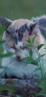 Serene cat resting under falling rain with green foliage around.