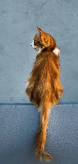 Ginger cat sitting against a blue wall for mobile wallpaper.