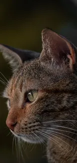 Close-up of a cat with green eyes and blurred olive background.