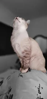 Serene cat sitting elegantly on a bed with monochrome tones.