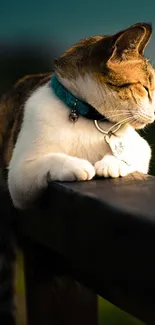 Cat resting on a wooden fence in sunlight.