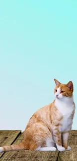 Cat sitting on a wooden deck with a light cyan background.