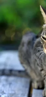 Cat sitting on wooden deck with green blurred background.