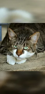 Calm cat resting on wooden surface wallpaper.