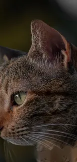 Close-up portrait of a serene cat with green eyes as mobile wallpaper.