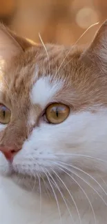 Close-up of a ginger and white cat with golden eyes.