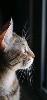 Serene cat profile against dark backdrop.