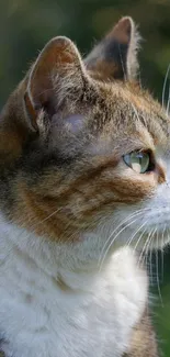 Side profile of a serene tabby cat in nature.