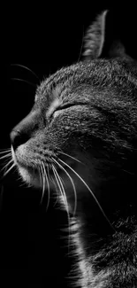 Black and white cat silhouette wallpaper.