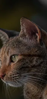 Close-up shot of a serene cat with a blurred dark olive green background.