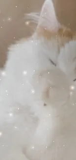 Dreamy fluffy white cat with sparkles.