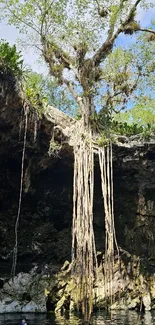 Cenote with hanging tree roots and lush greenery.