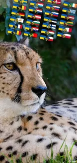 Close-up of a cheetah lounging with flags in the background.